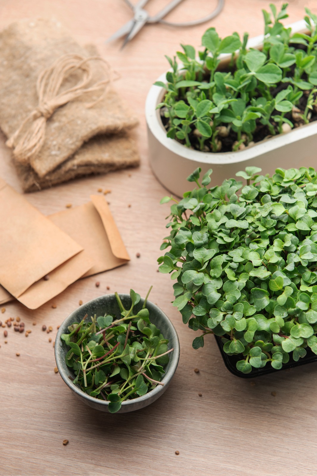 microgreen kit