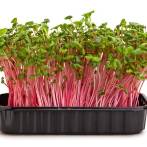 Radish Microgreens